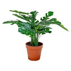 Boliginteriør BOLIGINTERIØR MONSTERA KUNSTIG PLANTE 30 CM